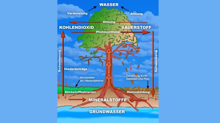 Wasseraufnahme durch Blätter