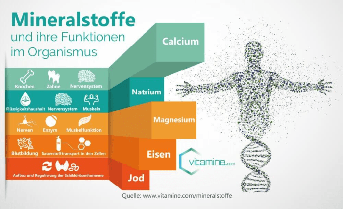 Mineralstoffe im Körper