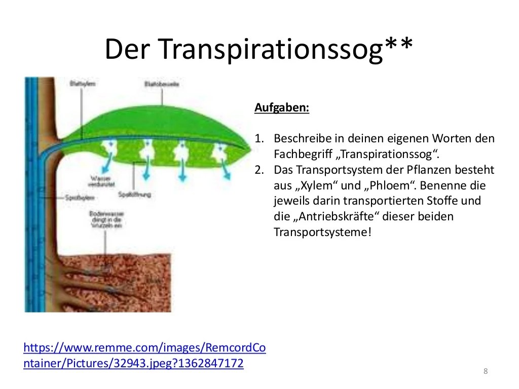 Wasseraufnahme durch Blätter