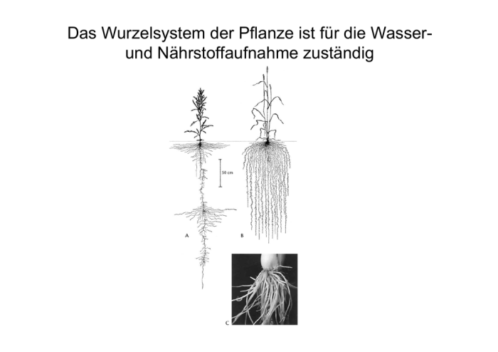 Wurzeln wasser tiefe die mit pflanze versorgen gemüse bei