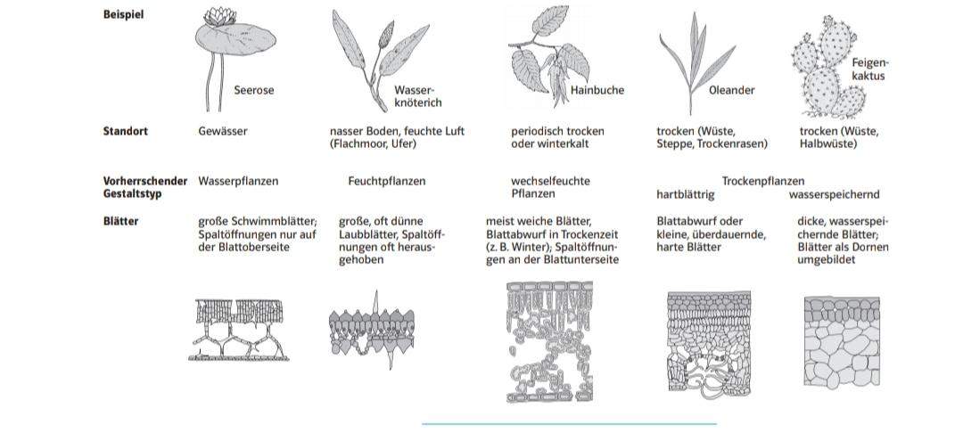 Anpassungen von Pflanzen an unterschiedliche Wasserverfügbarkeit
