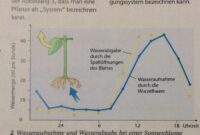 Wasseraufnahme und Pflanzenwachstum: Der Schlüssel zu üppigem Grün