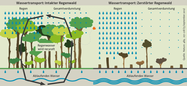 Wasseraufnahme bei verschiedenen Pflanzenarten