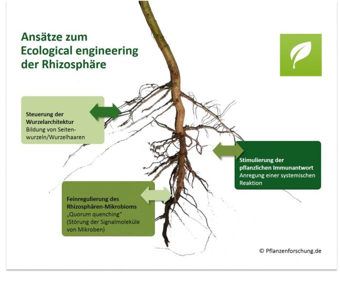 Hydrokultur wasserstandsanzeiger höhe dehner neuheit topfgröße