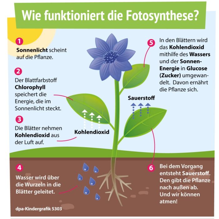 Wasseraufnahme und Pflanzenwachstum