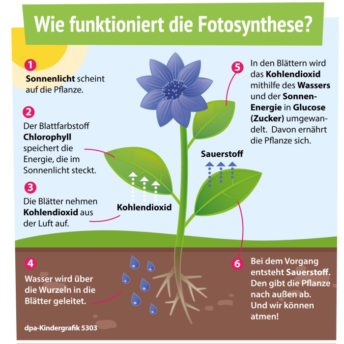 Boden wasserspeicher schema böden darstellung schematische landwirtschaft