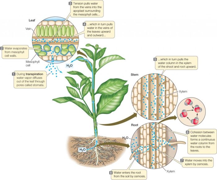 Wasseraufnahme und Transpiration