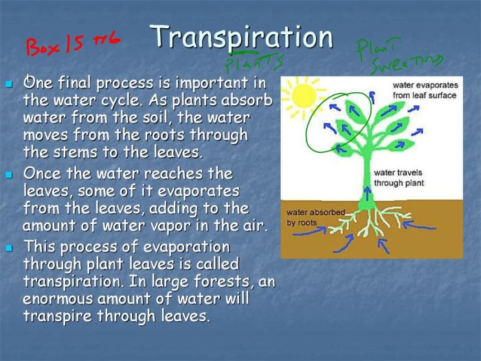 Wasseraufnahme und Transpiration