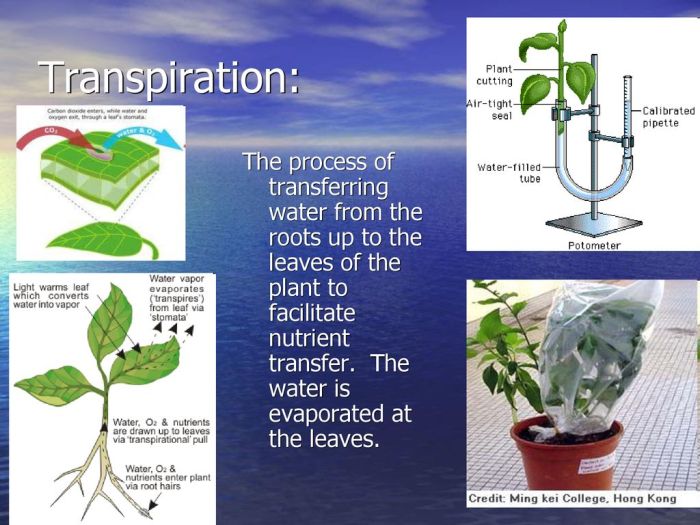 Wasseraufnahme und Transpiration