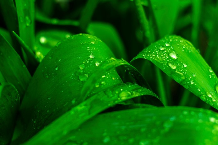 Wie Pflanzen Wasser aufnehmen