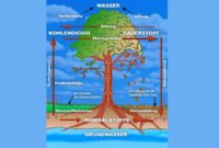 Wasseraufnahme durch Blätter: Ein lebenswichtiger Prozess für Pflanzen