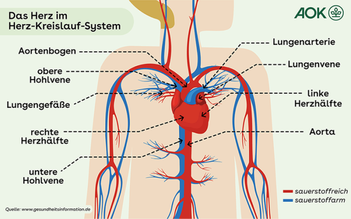 Herz kreislauf funktion aufbau blutkreislauf erklärt anatomie biotronik physiologie