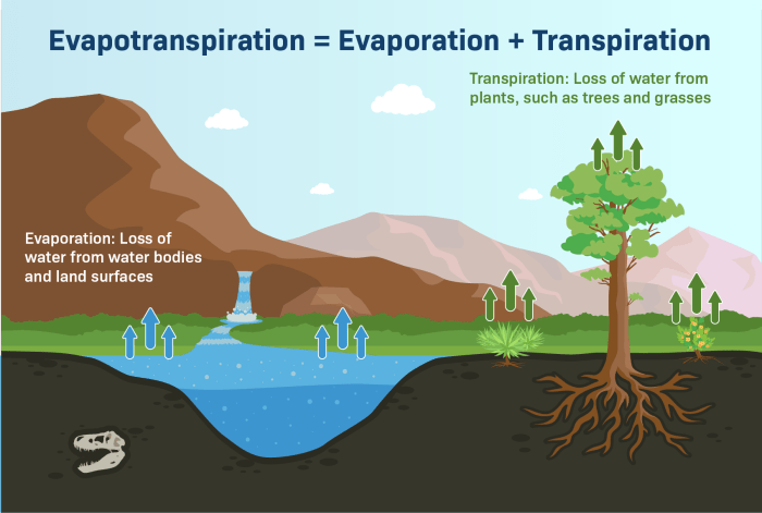 Wasseraufnahme und Transpiration