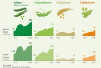 Mineralstoffe in Hülsenfrüchten: Die unterschätzten Mineralstofflieferanten