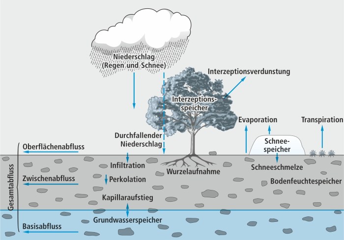 Faktoren, die die Wasseraufnahme beeinflussen