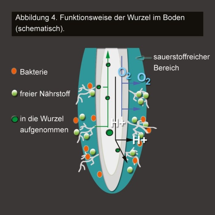 Wasseraufnahme und Nährstoffaufnahme